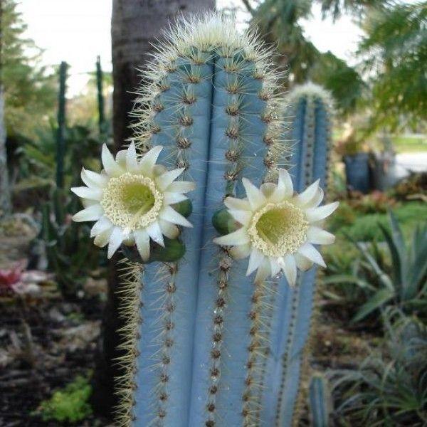 Pilosocereus pachycladus 23cm groß, EINZIGARTIG