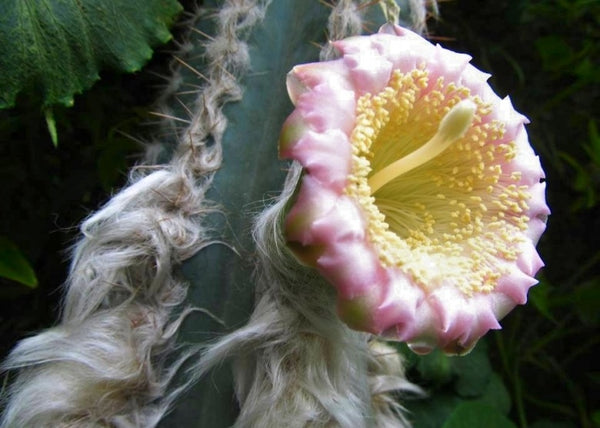 Pilosocereus leucocephalus 'Old Man Cactus'