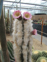 Pilosocereus leucocephalus 'Old Man Cactus'