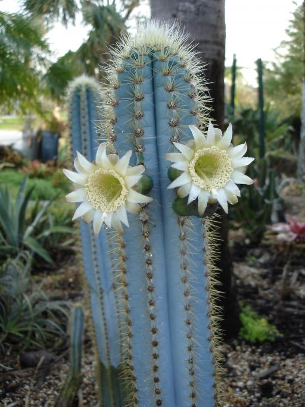 Pilosocereus pachycladus