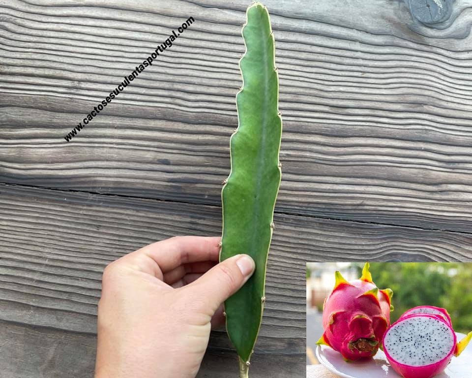 Hylocereus undatus polpa branca, Pitaya