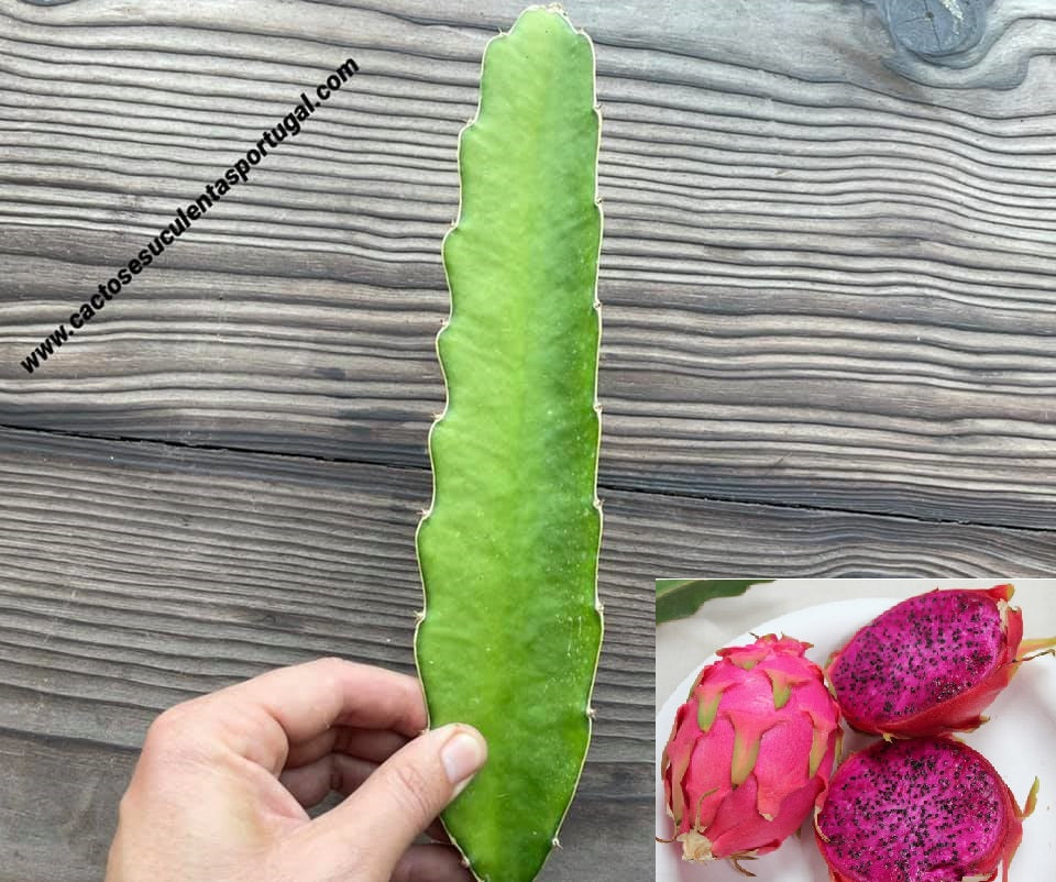 Hylocereus undatus polpa rosa, Pitaya