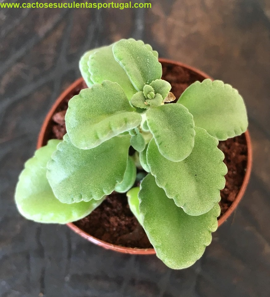 Plectranthus socotranus 