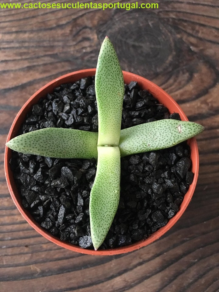 Pleiospilos compactus
