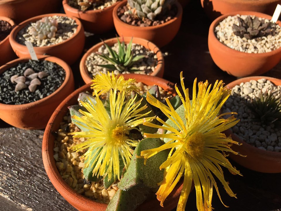 Pleiospilos compactus