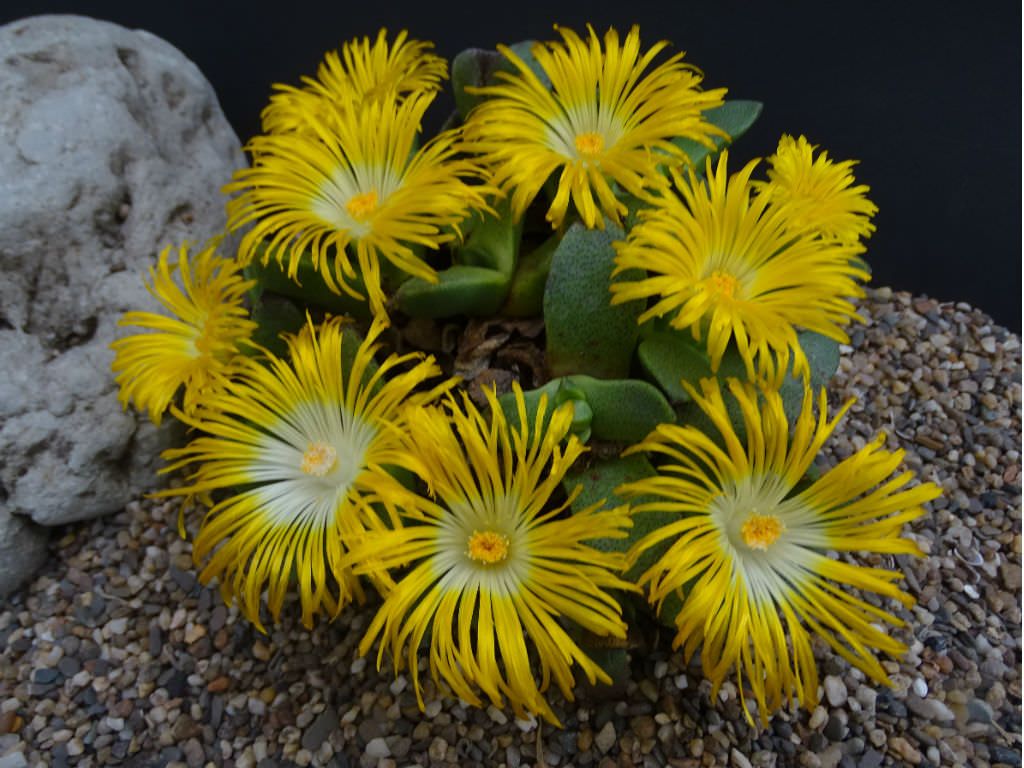 Pleiospilos compactus