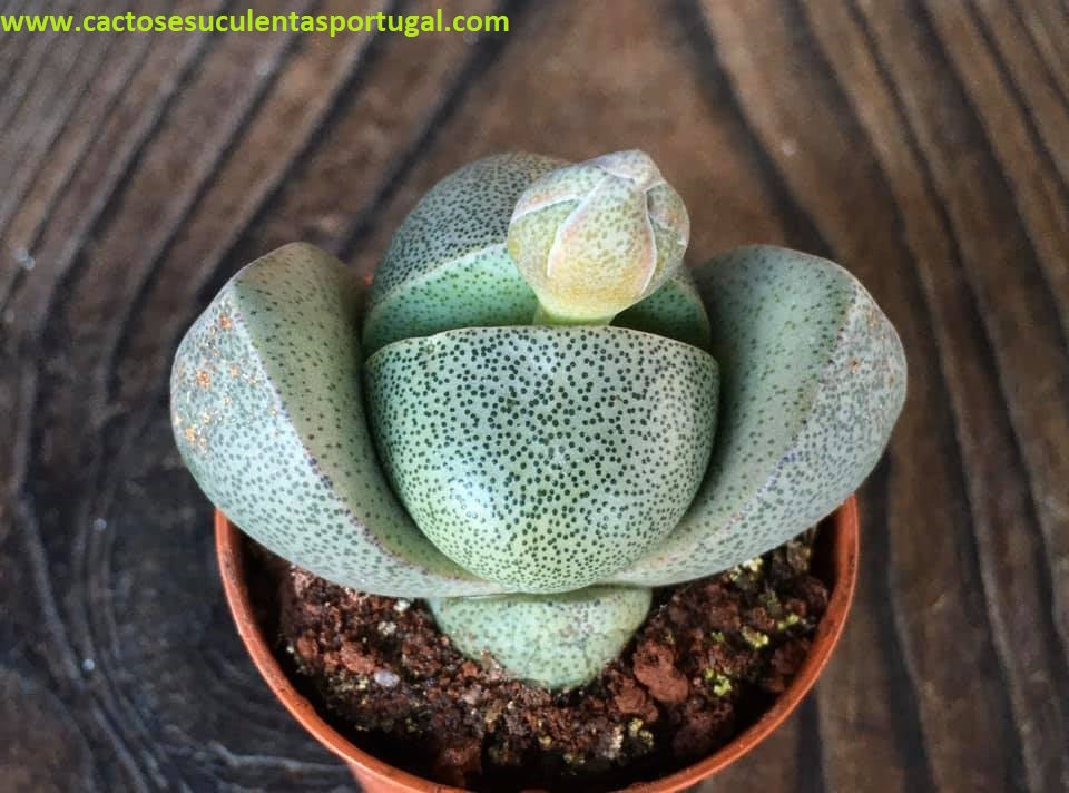 Pleiospilos nelii