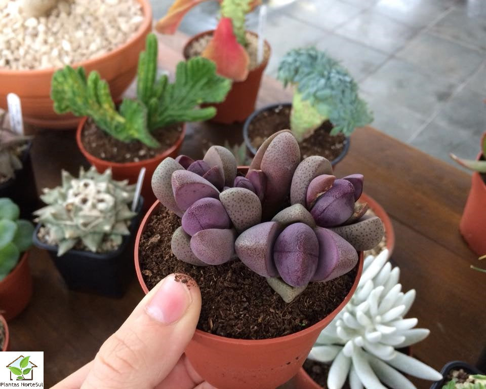 Pleiospilos nelii rubra