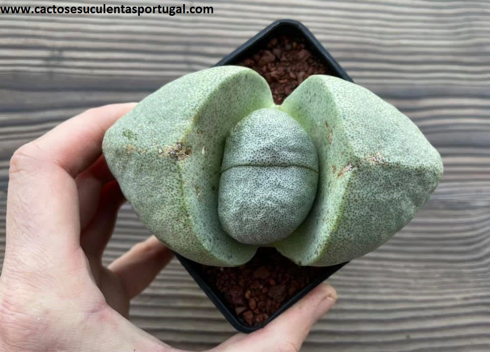 Pleiospilos nelii big