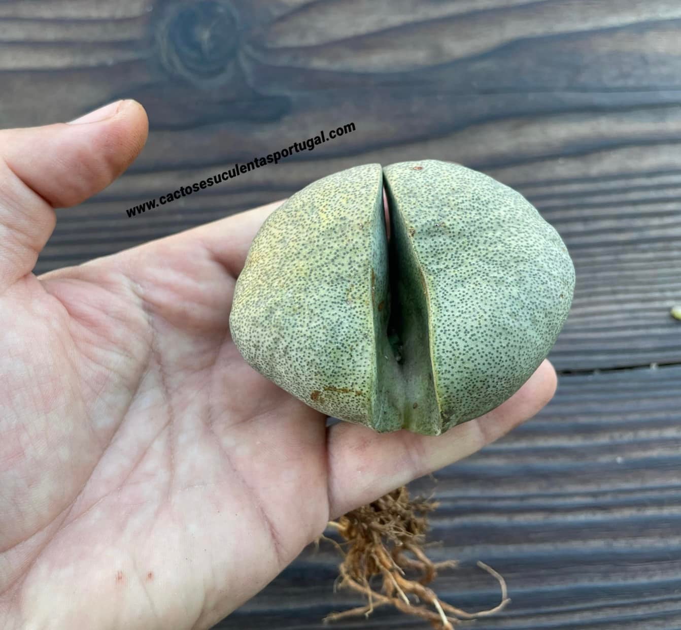 Pleiospilos nelii