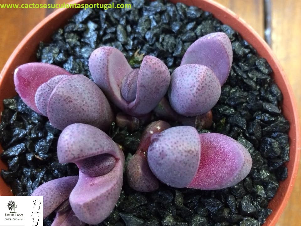 Pleiospilos nelii rubra
