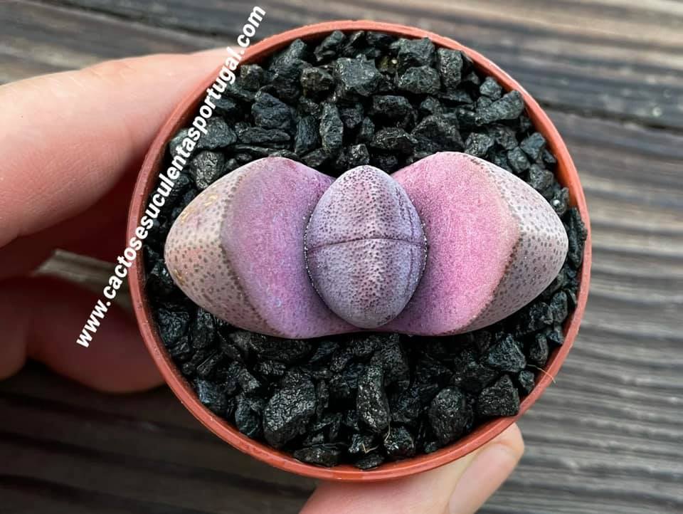 Pleiospilos nelii rubra 