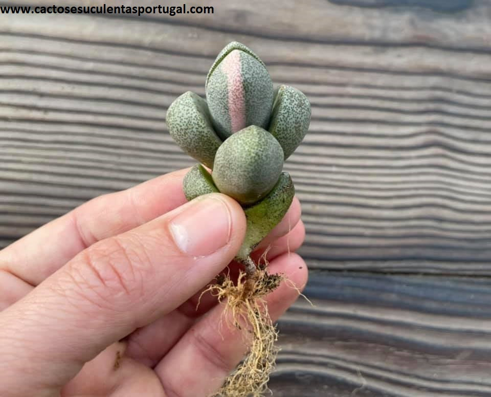 Pleiospilos nelii form. variagata