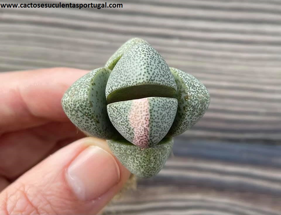 Pleiospilos nelii form. variagata