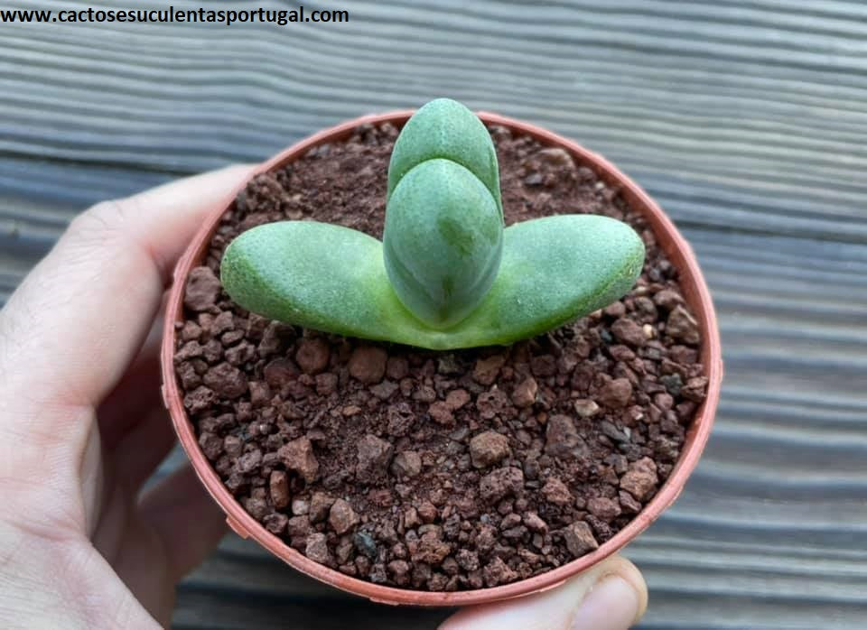 Pleiospilos prismaticus syn. Tanquana prismatica