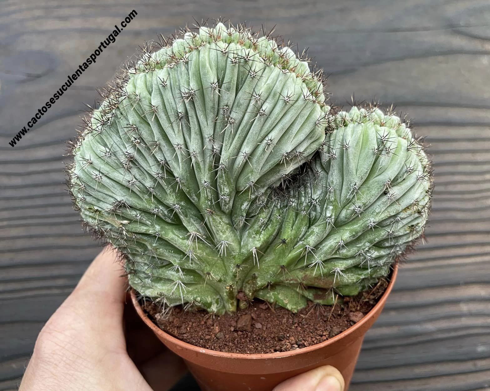 Polaskia chichipe form. cristata