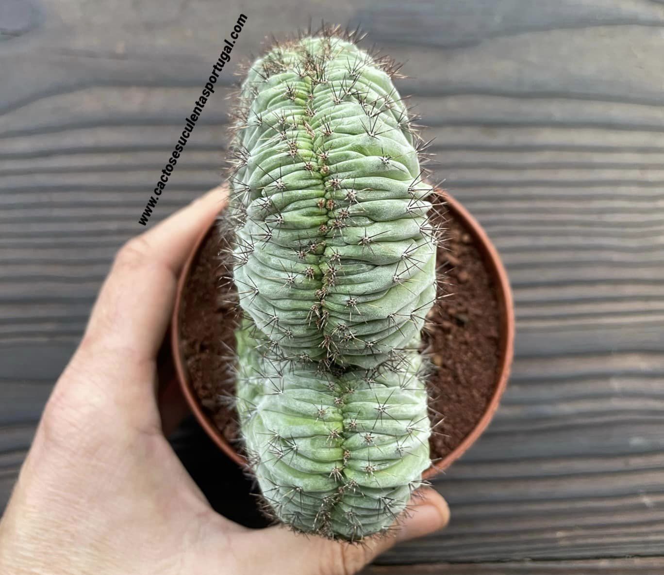 Polaskia chichipe form. cristata