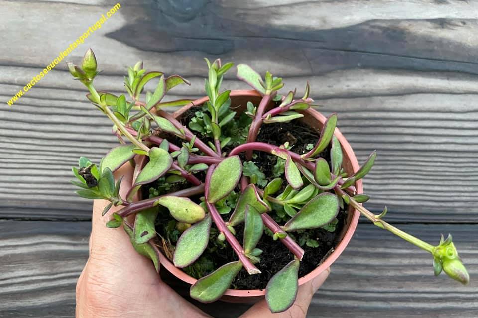 Portulaca grandiflora branca