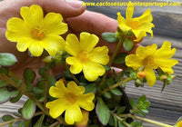Portulaca grandiflora amarela