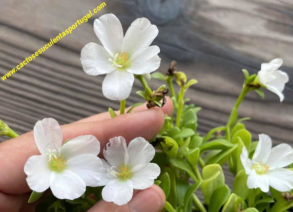 Portulaca grandiflora branca, planta expedida como na 2ªimagem em vaso de 10cm