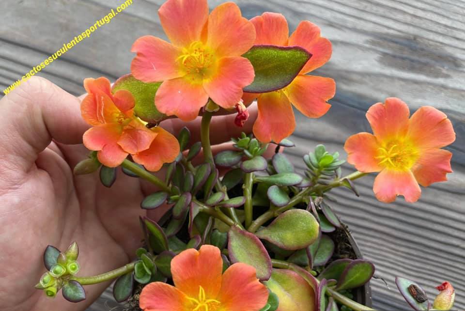 Portulaca grandiflora laranja