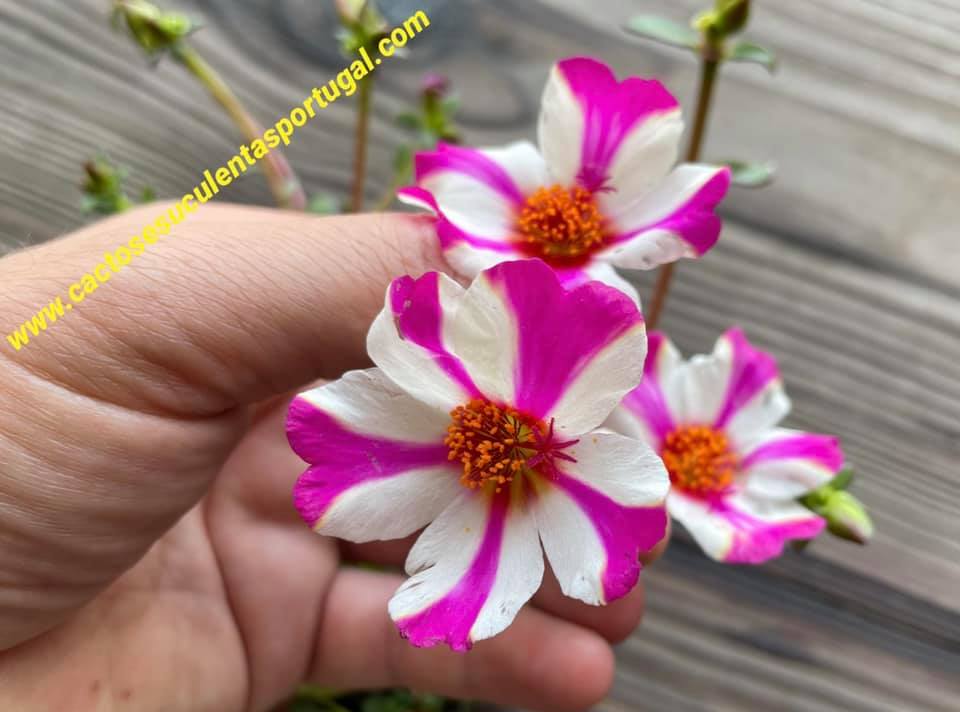 Portulaca grandiflora violeta e branca