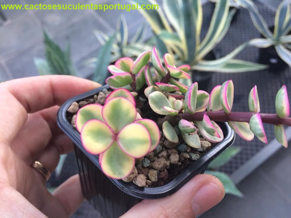 Portulacaria afra f. variegata Rainbow Bush 