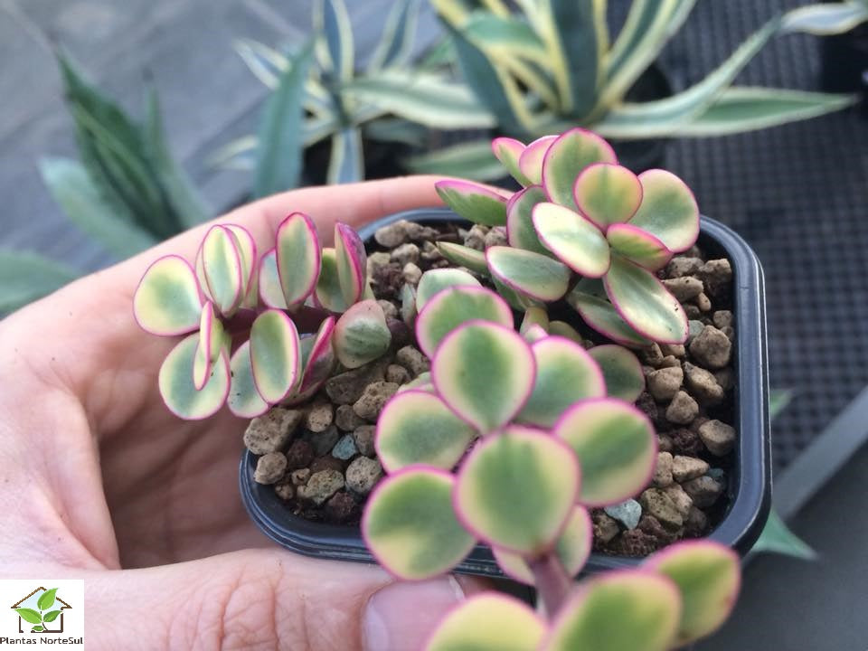 Portulacaria afra f. variegat