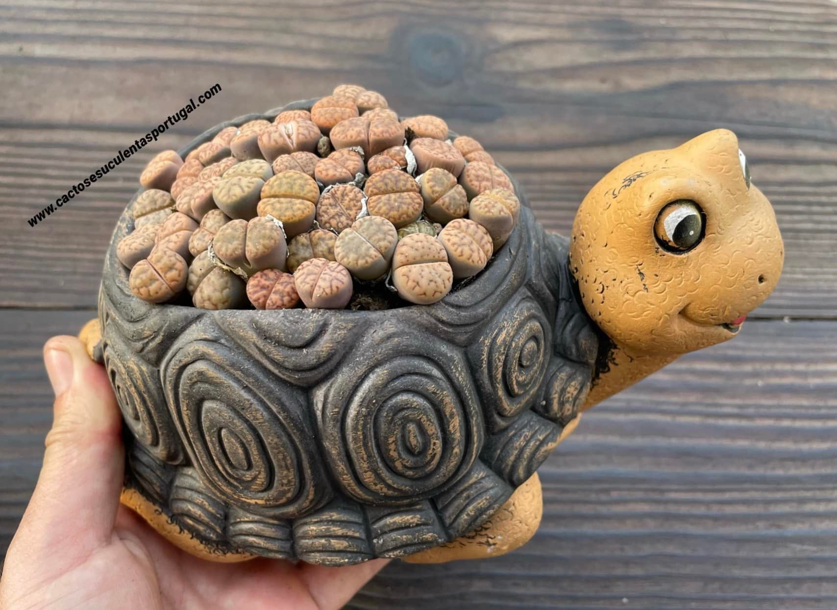 Pote Tartaruga de Cerâmica + Lithops bromfieldii