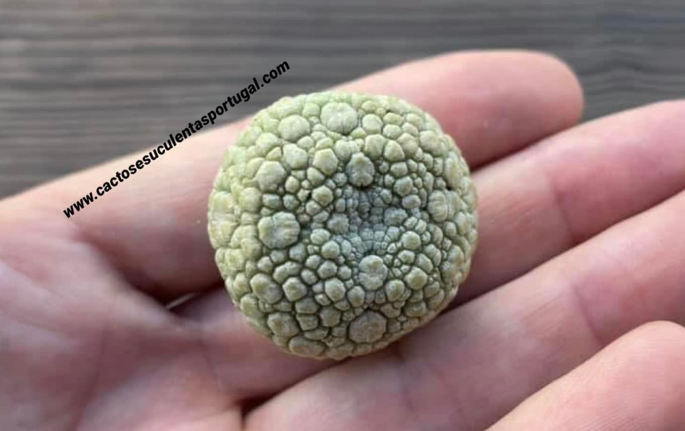 Pseudolithos eylensis