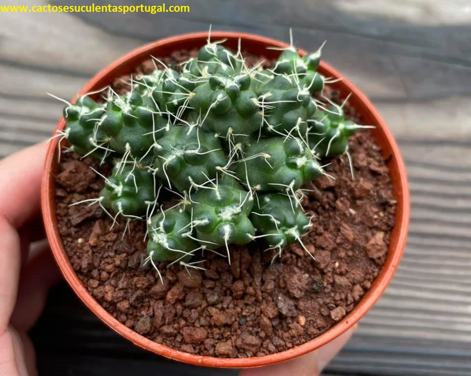 Puna subterranea f. incahuasi