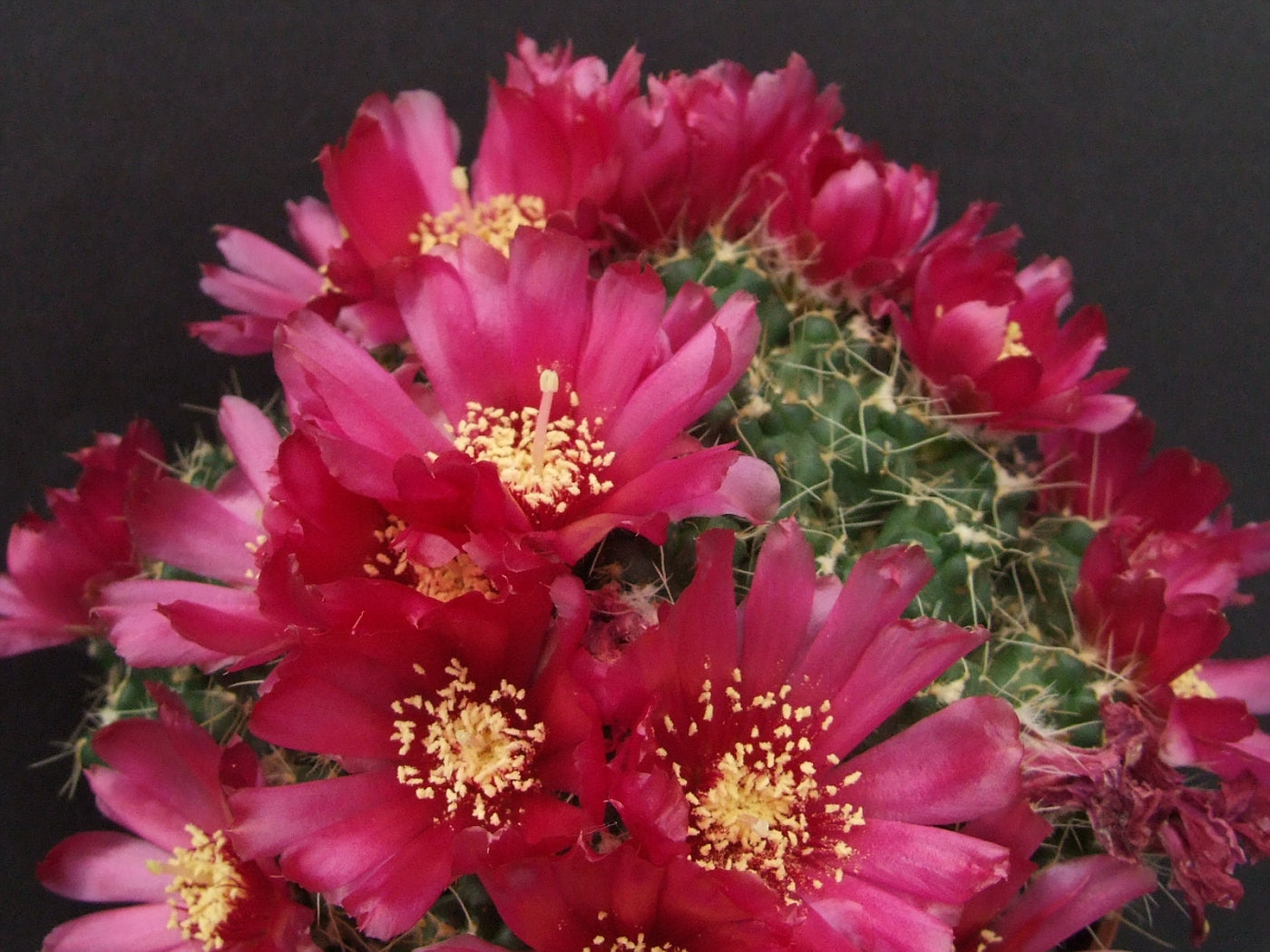 Puna subterranea f. incahuasi