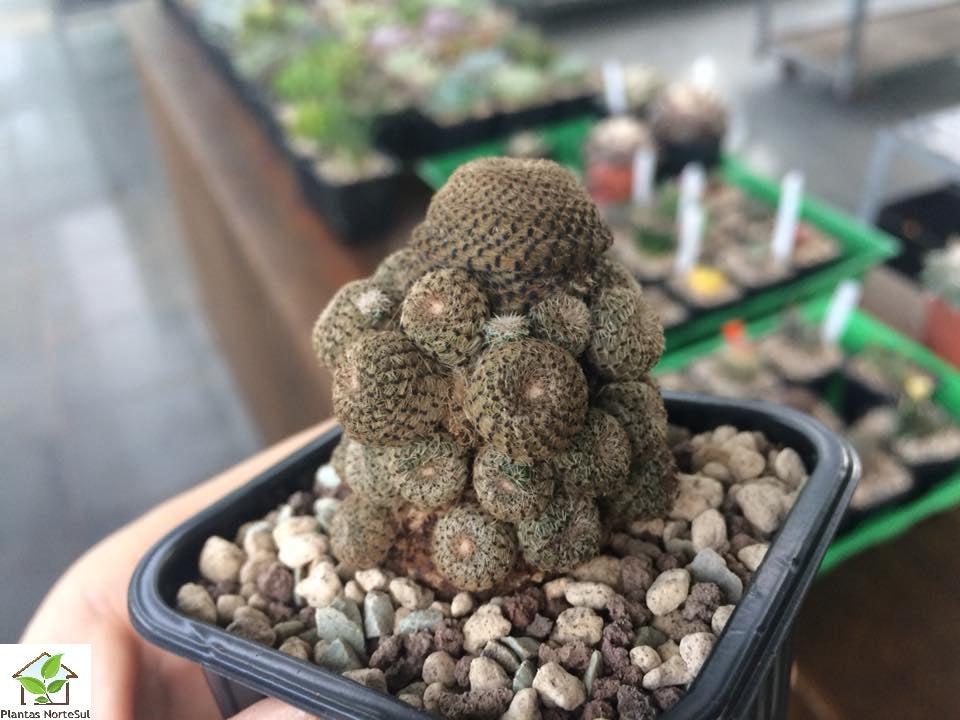 Rebutia Heliosa f. monstruosa