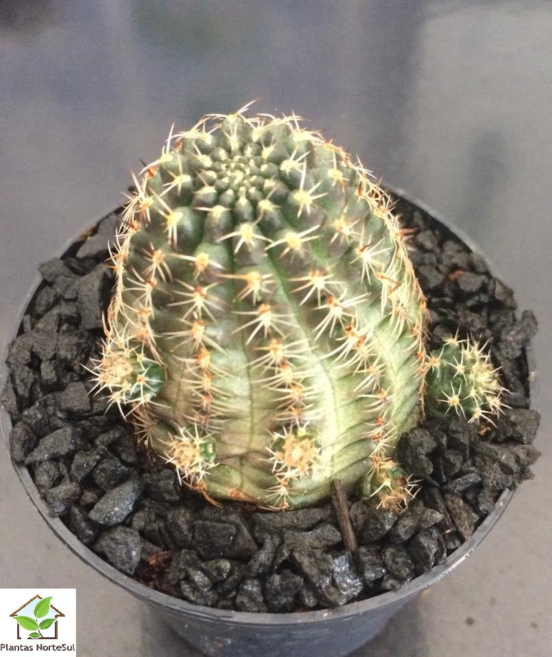 Rebutia Pygmaea Var. Pallida