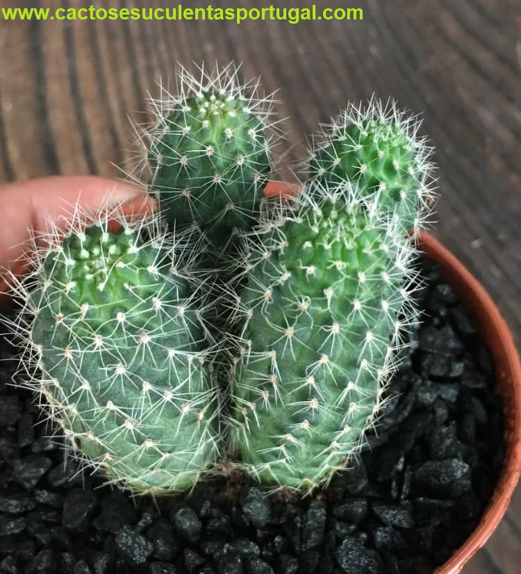 Rebutia atrovirens