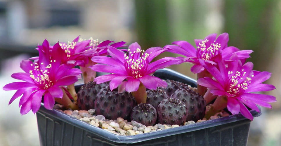 Rebutia rauschii