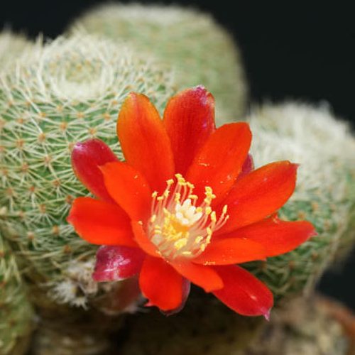Rebutia heliosa subs. cajasensis 2