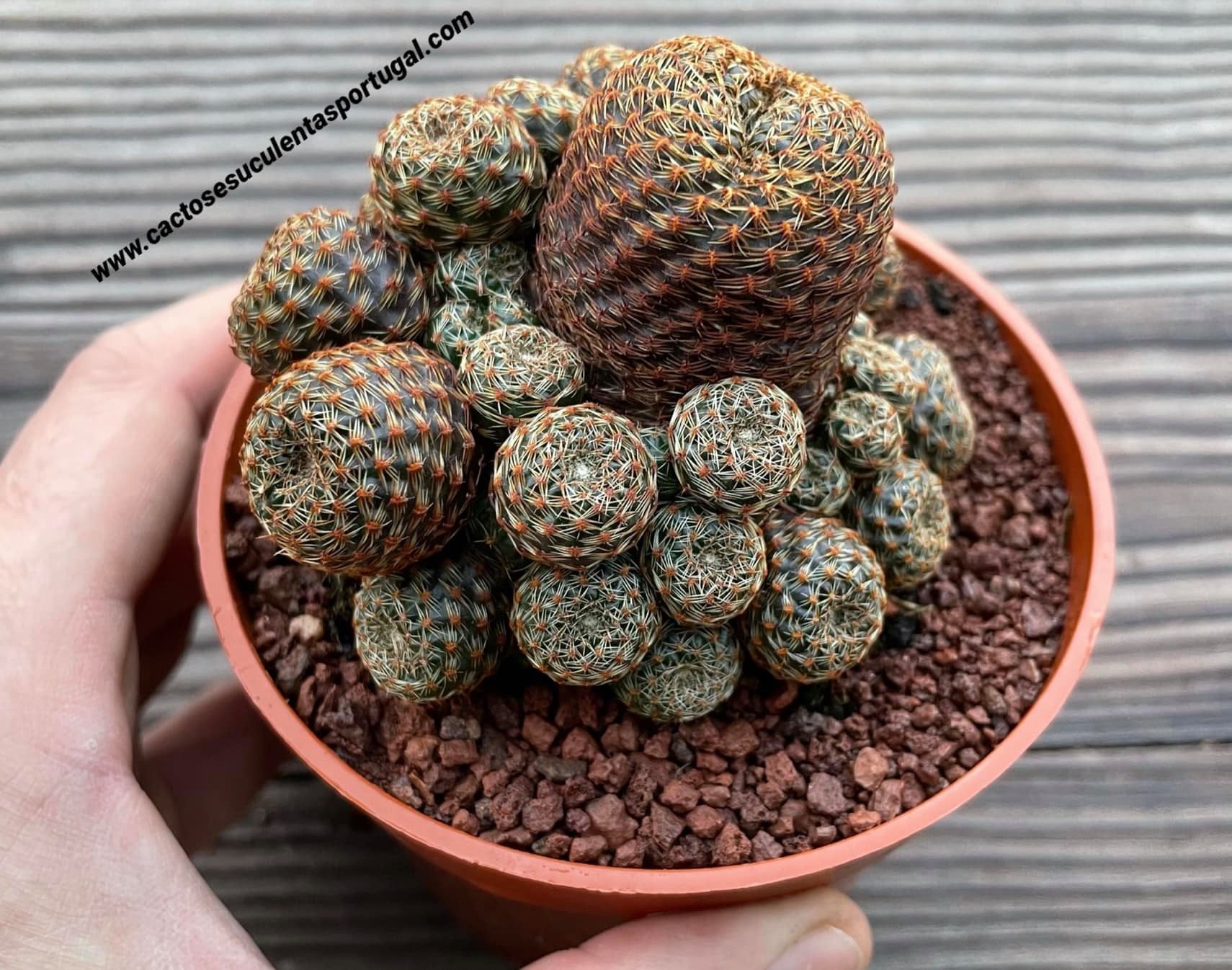 Rebutia heliosa var. condorensis, extra ramificada