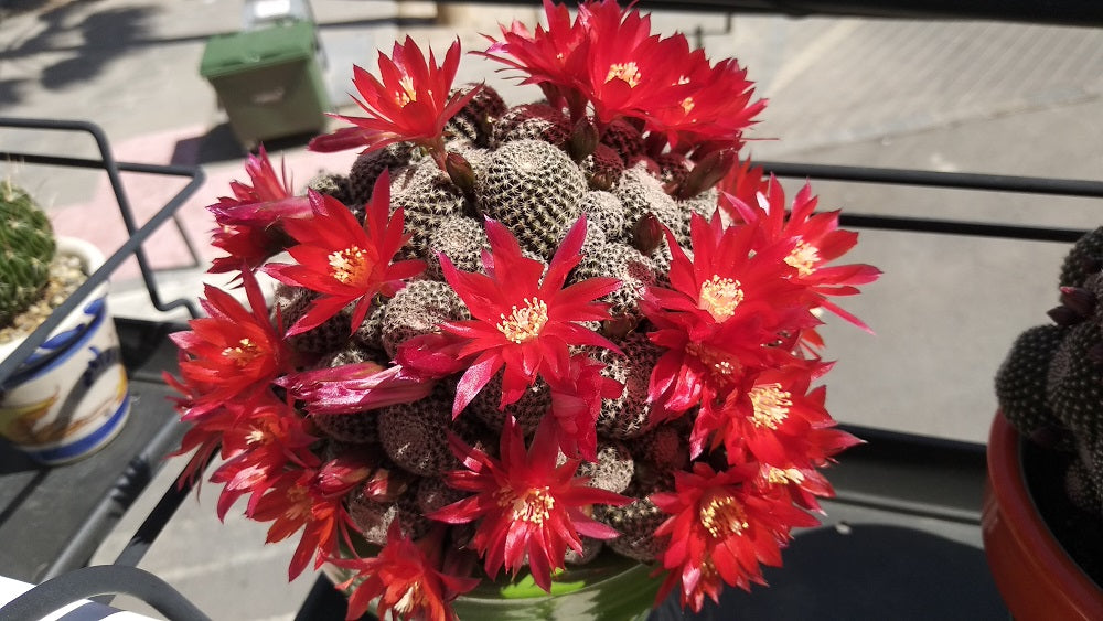 Rebutia heliosa var. condorensis, extra ramificada