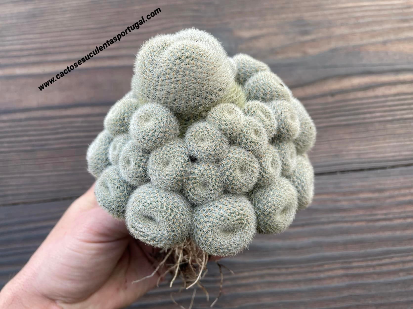 Rebutia heliosa var. teresae, extra ramificada