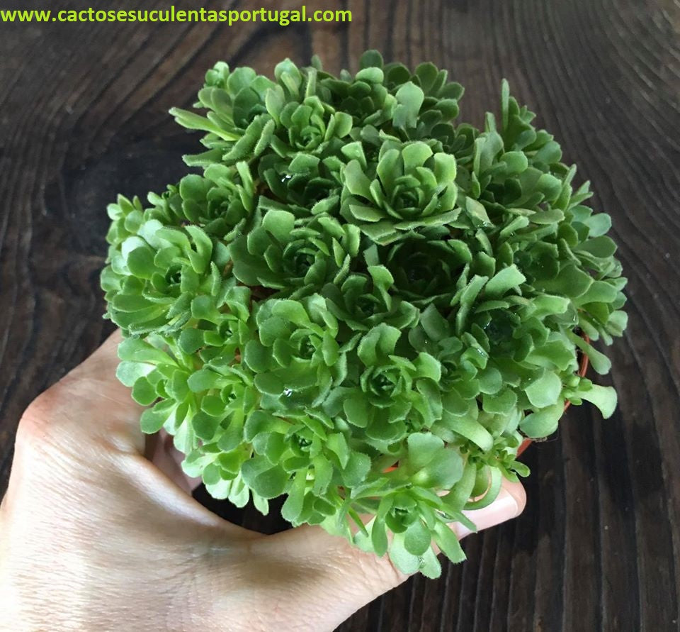 Rosularia Sempervivum Chrysantha