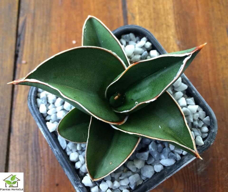 Sansevieria ehrenbergii samurai