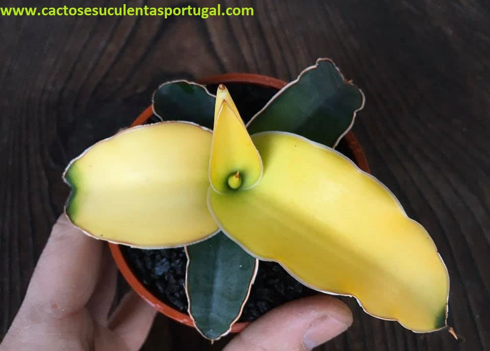 Sansevieria 'Star Canary'