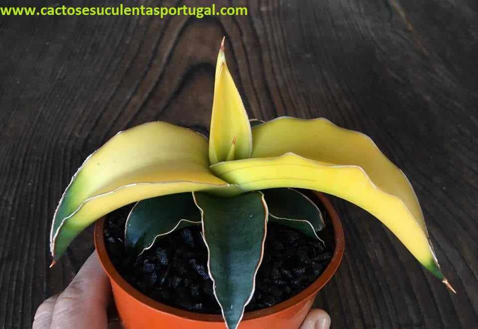 Sansevieria 'Star Canary' 