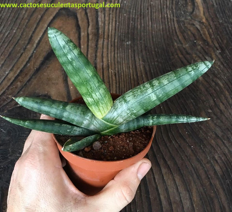 Sansevieria cylindrica ´starfish´