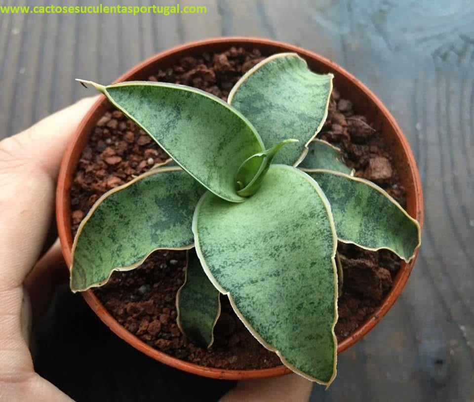 Sansevieria kirkii cv. Silver Blue