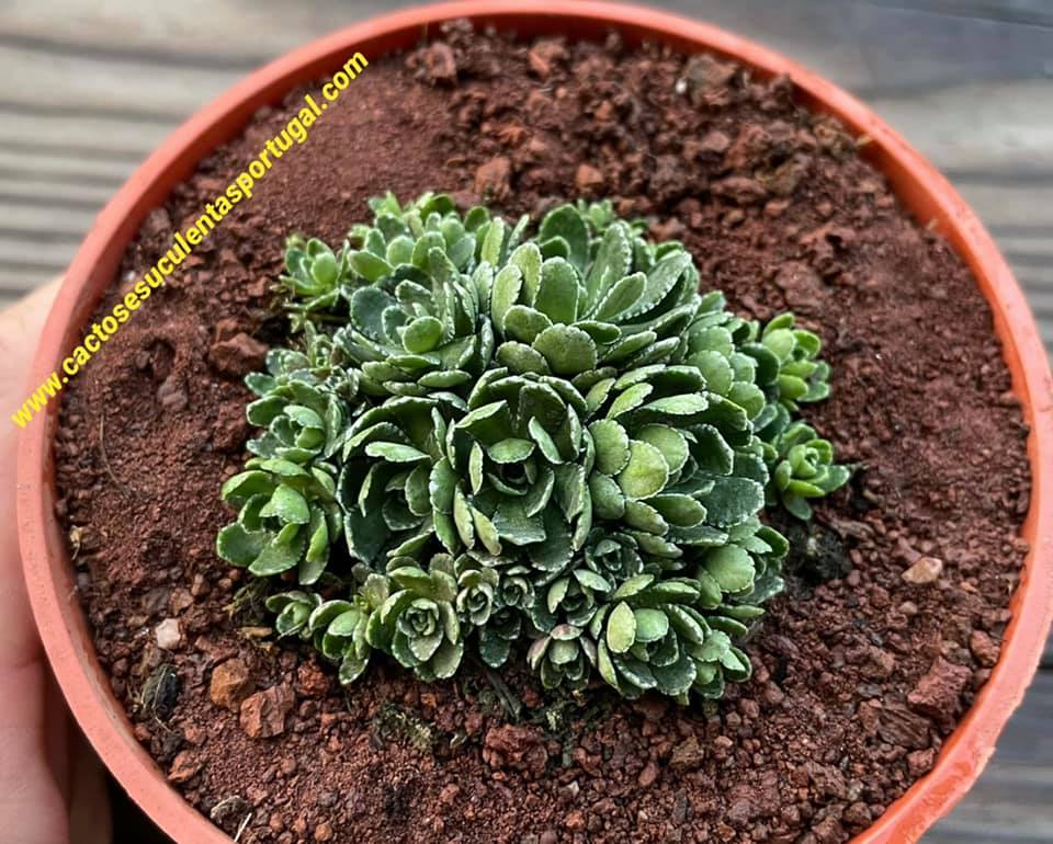 Saxifraga paniculata var. minutifolia