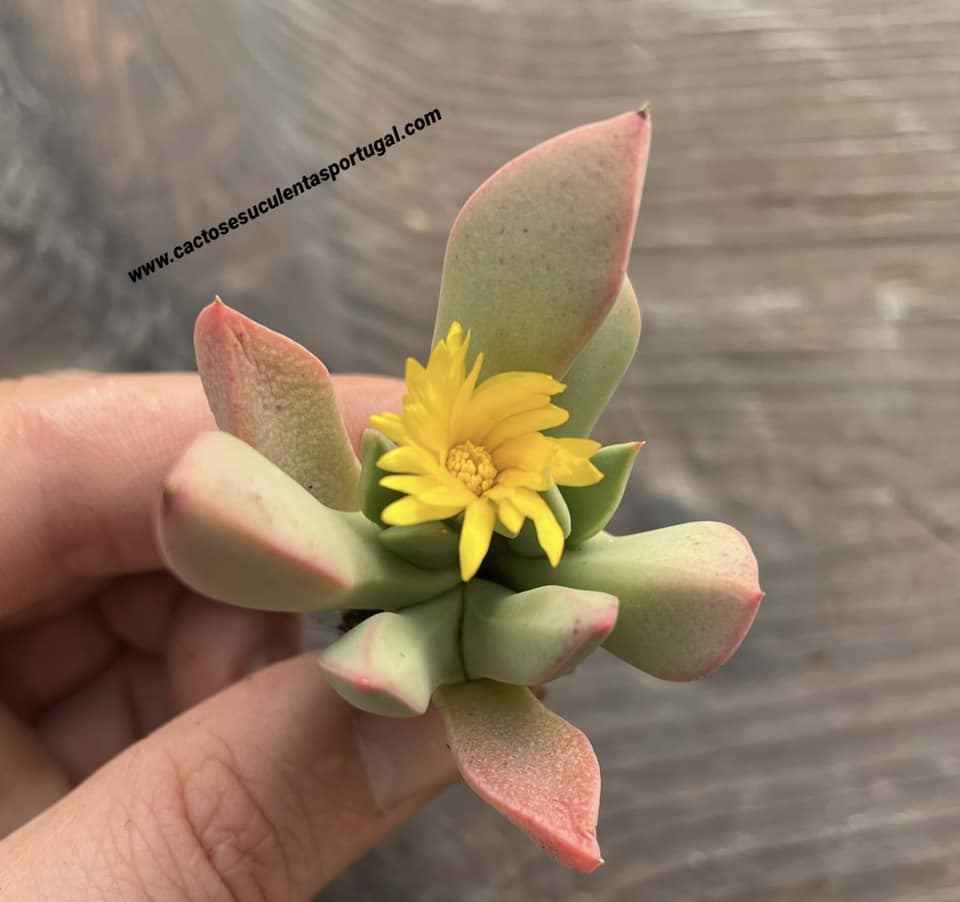 Schwantesia pillansii