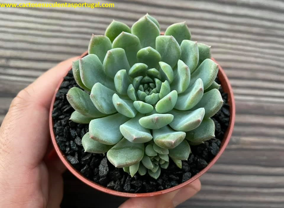 Sedeveria 'Blue Elf'