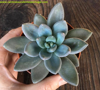 Sedeveria 'Blue Mist' 